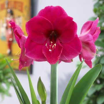 Hippeastrum Lilac Favorite