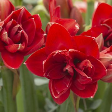 Hippeastrum Red Glory