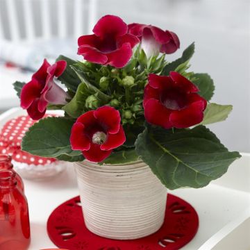 Gloxinia Sinningia Red