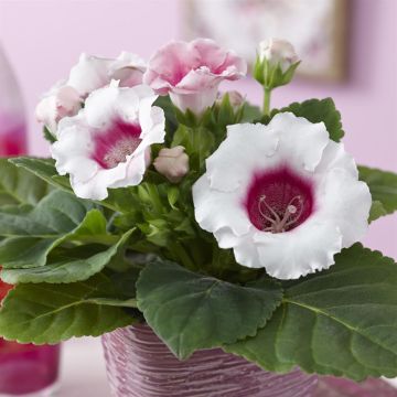 Gloxinia Sinnginia Bicolor