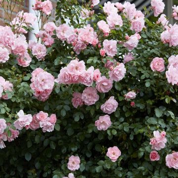 Floribunda Rose Bonica 3ltr Pots