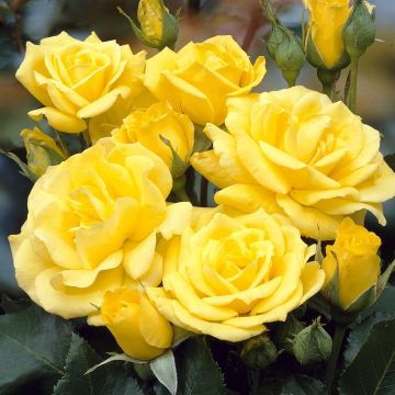 Floribunda Rose Friesia 17 cm pot