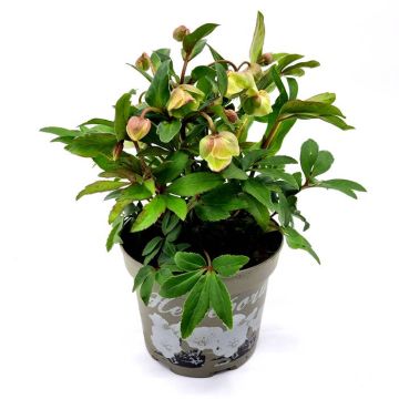 Helleborus Winterbells 17 cm Pot