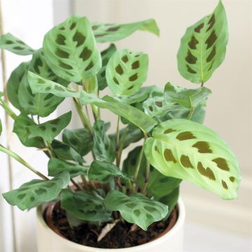 Maranta leuconeura Kerchoveana