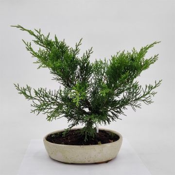 Bonsai Juniperus