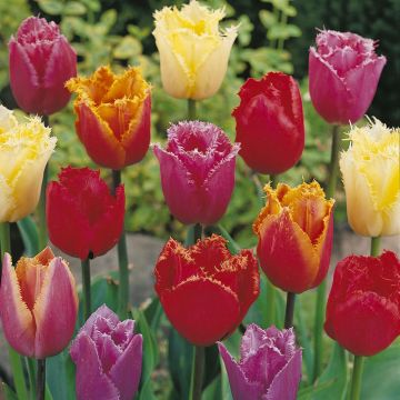 Tulipa fringed Mixed