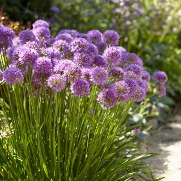 Allium Millenium 9 cm pot