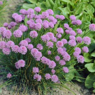 Allium Schoenoprasum 9 cm pot