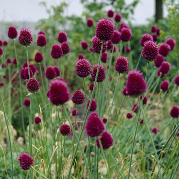 Allium Sphaerocephalon 9 cm pot