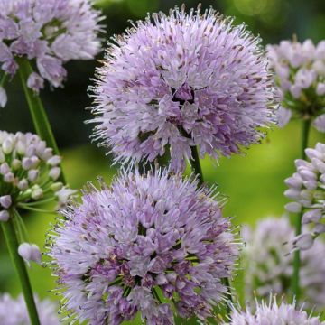 Allium Summer Beauty 9 cm pot