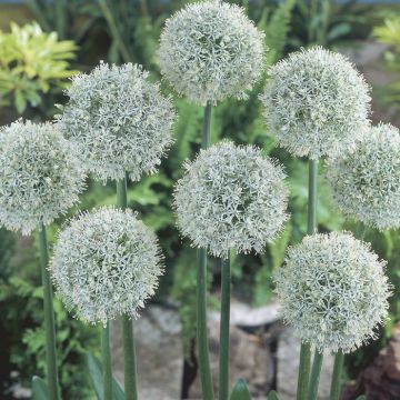 Allium Mount Everest 11 cm pot
