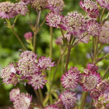 Astrantia major Star of Beauty (Zeeuws Knoopje) 9 cm pot