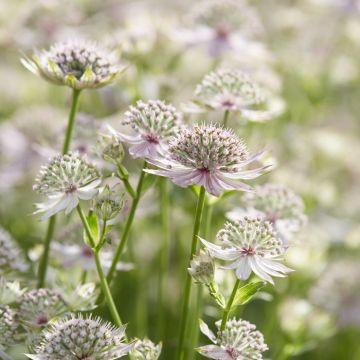 Astrantia major Florence (Zeeuws Knoopje) 9 cm pot