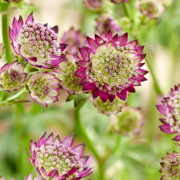 Astrantia major Moulin Rouge (Zeeuws Knoopje) 9 cm pot