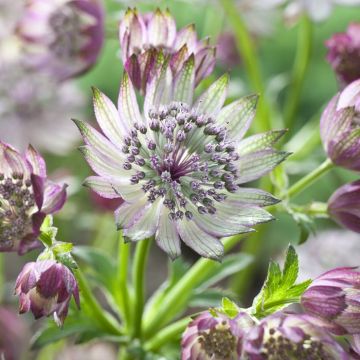 Astrantia major Super Star (Zeeuws Knoopje) 9 cm pot