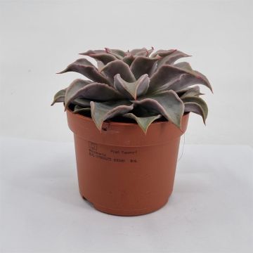 Echeveria maradiba 10