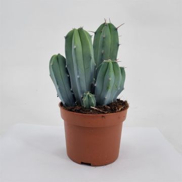 Myrtillocactus geometrizans 10