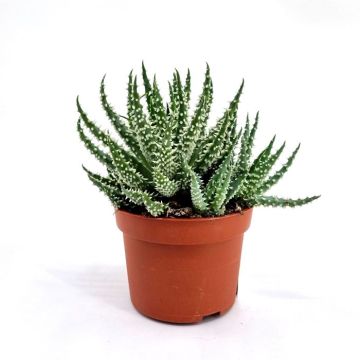 Aloe humilis shark 10