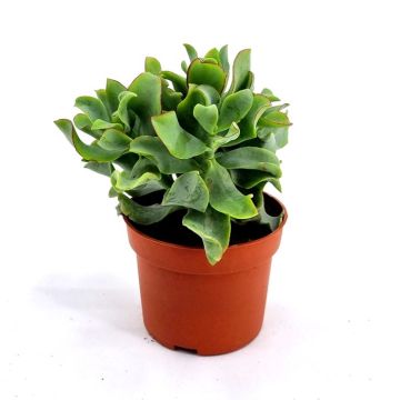 Crasula arborescens 10