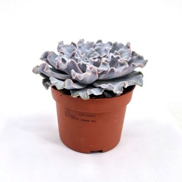 Echeveria crispy beauty 10