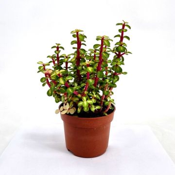 portulacaria mediopicta 10