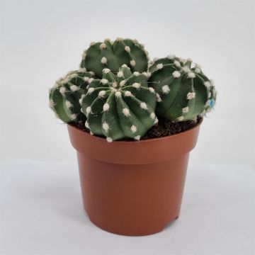 Echinopsis multiplex 12cm