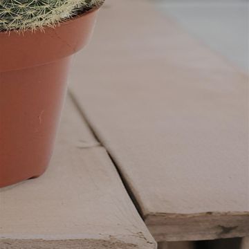 Mammillaria plicayensis 12cm