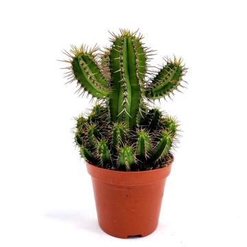 Euphorbia fruticosa 8