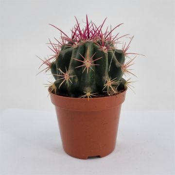 Ferocactus stainesii 8