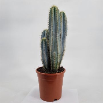 Pilococereus azureus 17cm