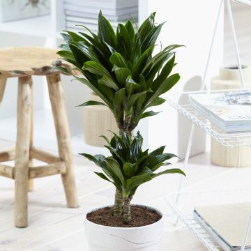 Dracaena deremensis Janet Graig