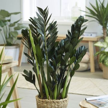 Zamioculcas zamiifolia Super Nova