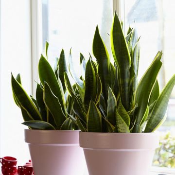 Sansevieria trifasciata