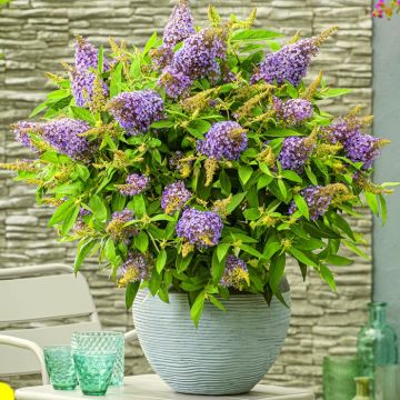 Buddleja davidii Butterfly candy Lila Sweetheart V2