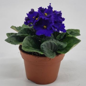 Saintpaulia Blue v2