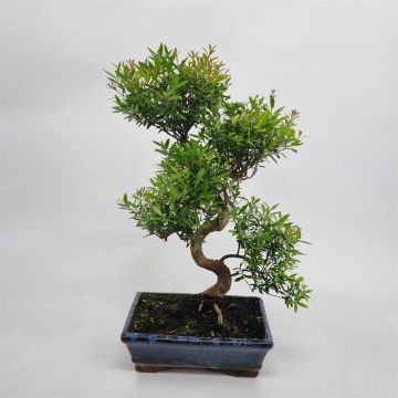 Bonsai Suzygium 25 cm pot S