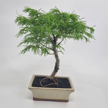 Bonsai Pseudolarix 20 cm
