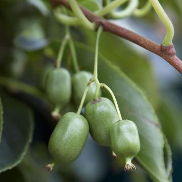 visi54771(Voor Act.super issai)