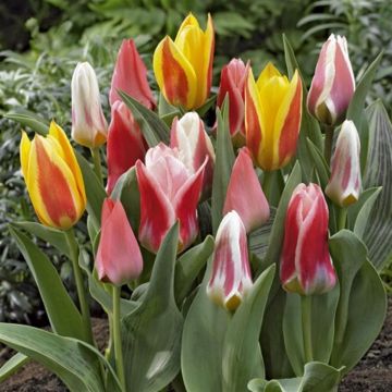 Tulip greigii mix