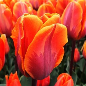 Tulipa Princes Irene Triumph