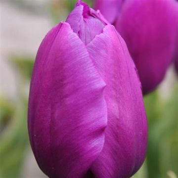 Tulip_purple_flag triumph