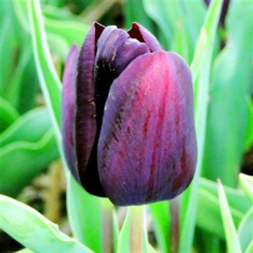Tulipa Eduard Pelger single late