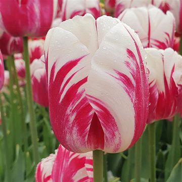 Tulip _Eye_Opener single late(triumph)