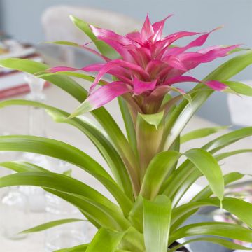 Bromelia Guzmania Pink