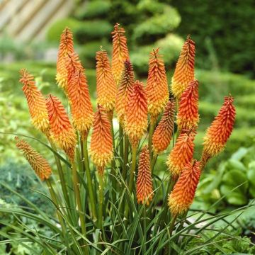 Kniphofia Alcazar 15 cm pot