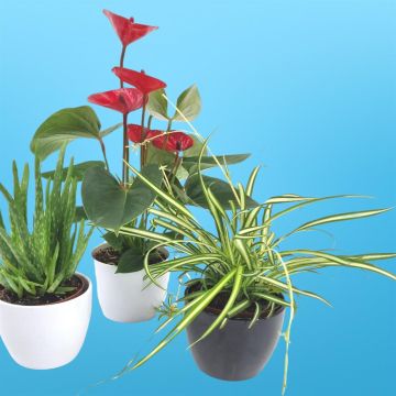 Anthurium Rood Aloe vera Chlorophytum Atlantic