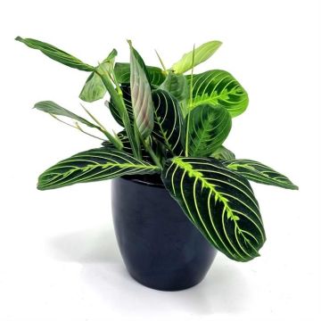 Maranta Citroen Limoen