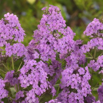Phlox paniculata Rose