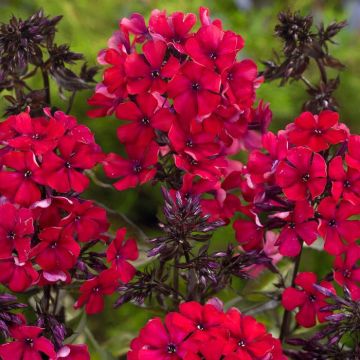 Phlox Paniculata Rood
