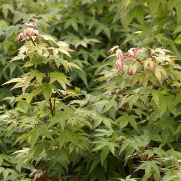 Acer palmatum Little Princess 9 cm pot